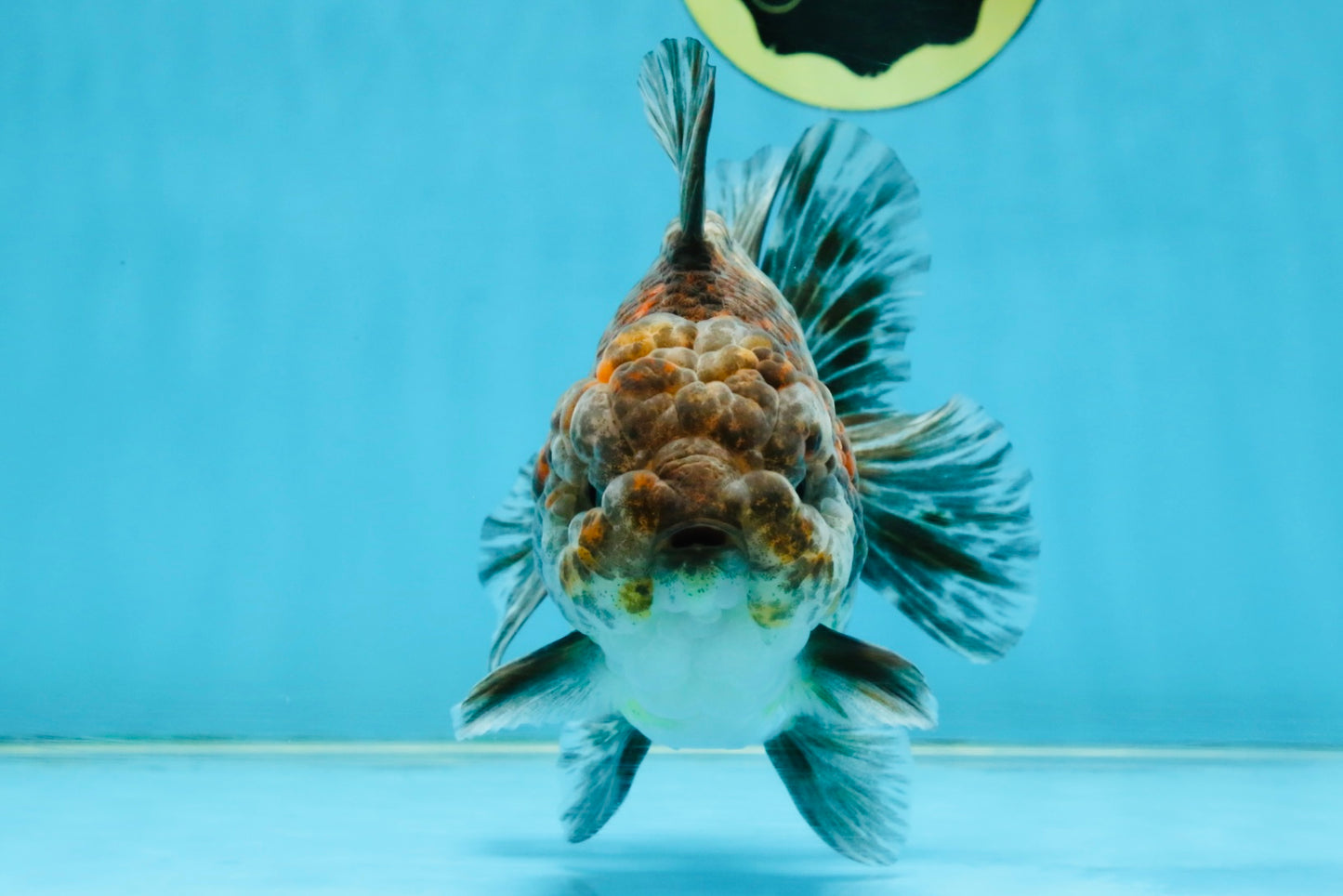 RARE A Grade Kirin Oranda Male 5.5 inches #120525OR_02
