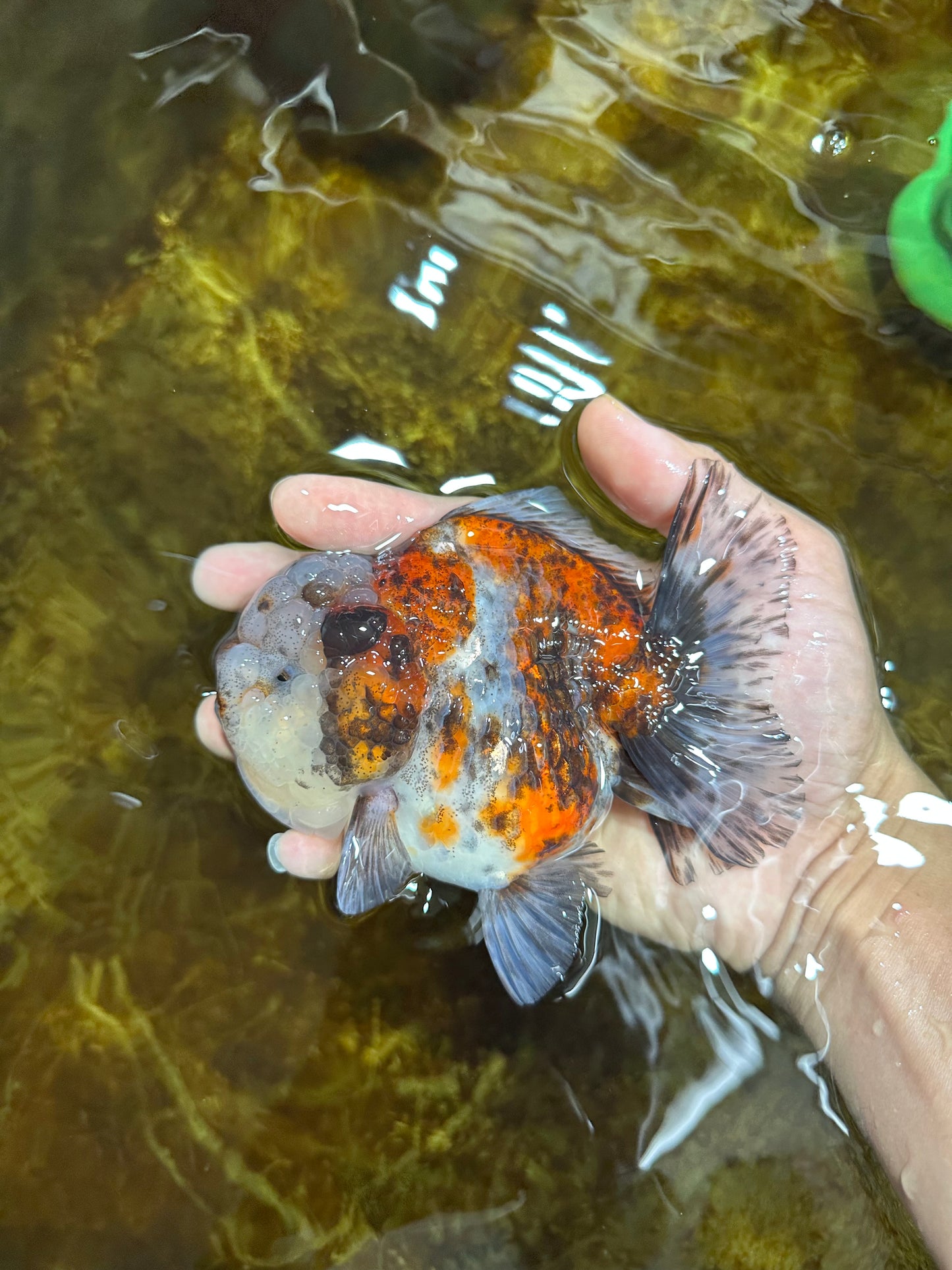 A Grade CHUBBY Calico Yuanbao Female 5-5.5 inches #091925YB_20