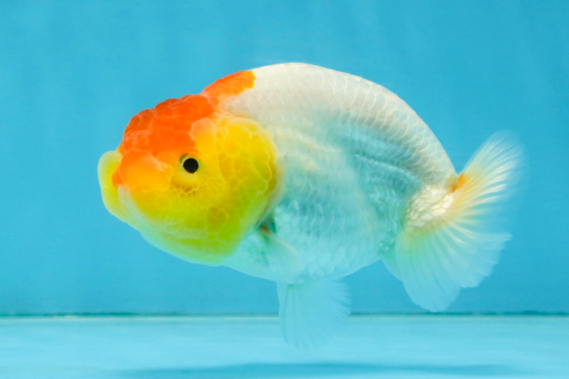 SUPER CUTE A Grade Red White LionQueen 4 inches #121225LC_08