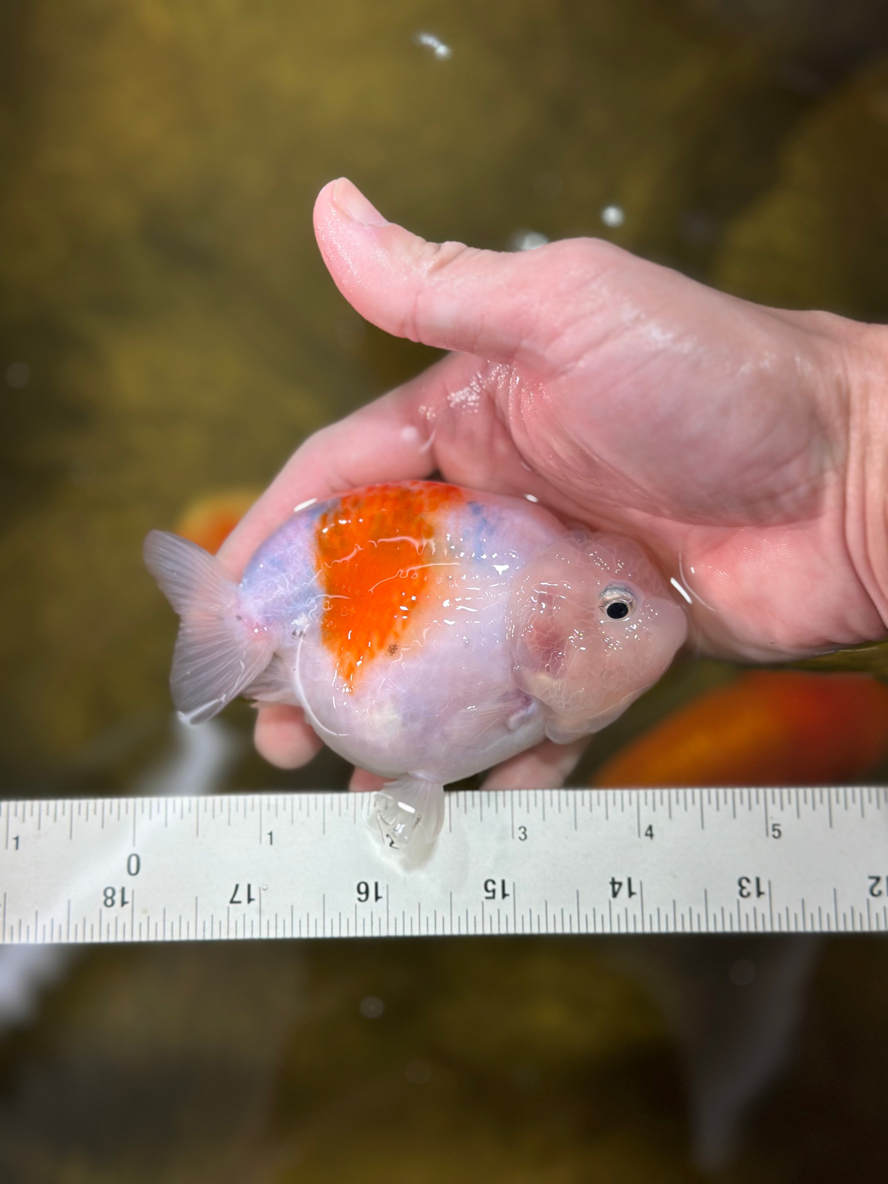 Fishfullife.ページ Sakura Breeze Blue Base LionChu Female 4-4.5 inches #020725LC_06