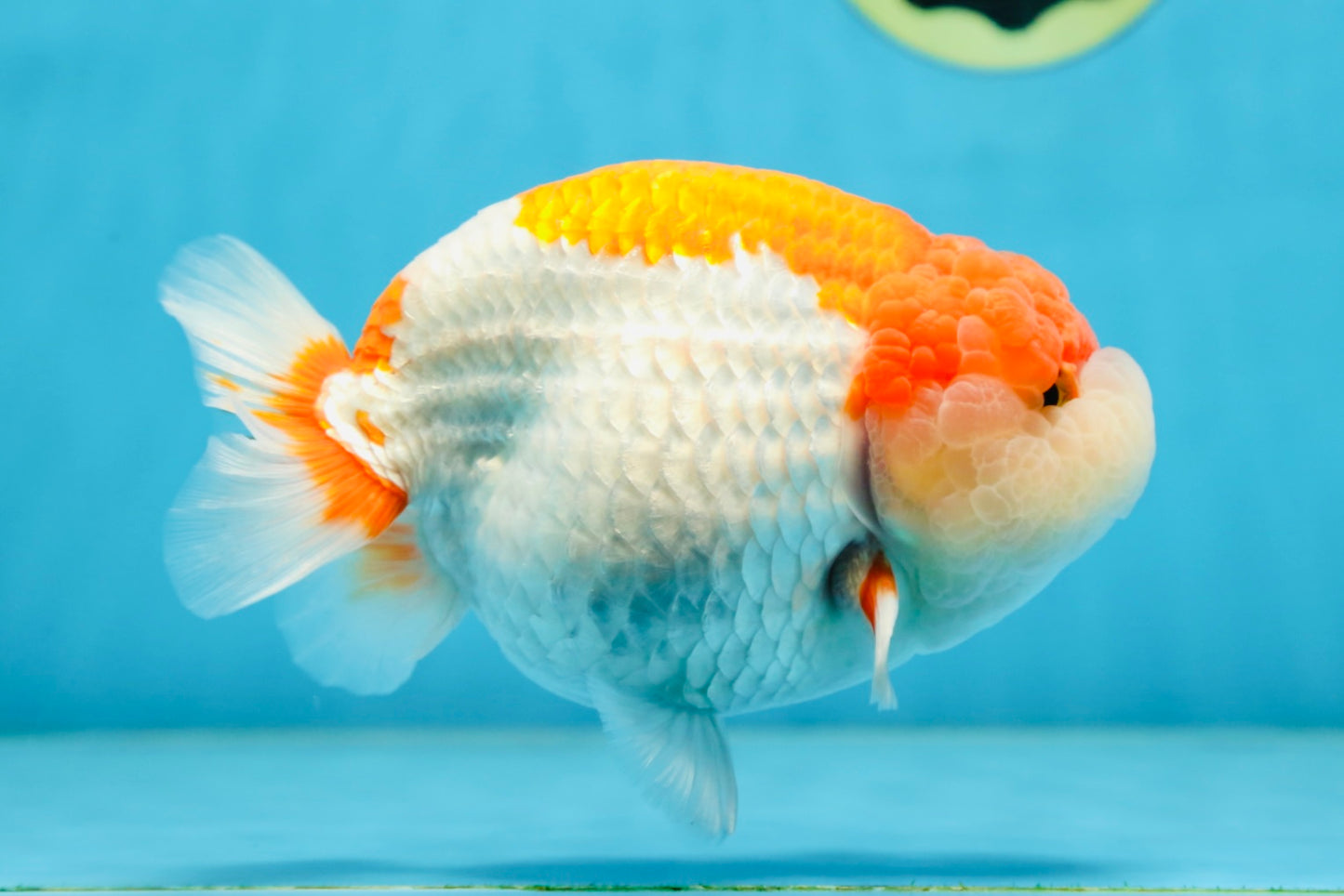 AAA Grade Red White LionKing 5.5-6 inches #081525LC_01