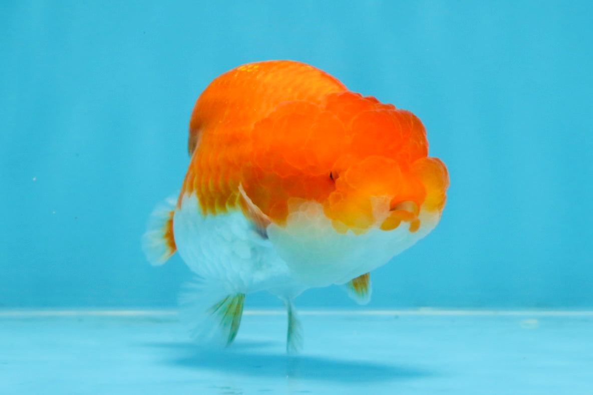 AAA Grade Red White LionQueen 4 inches #103125LC_22