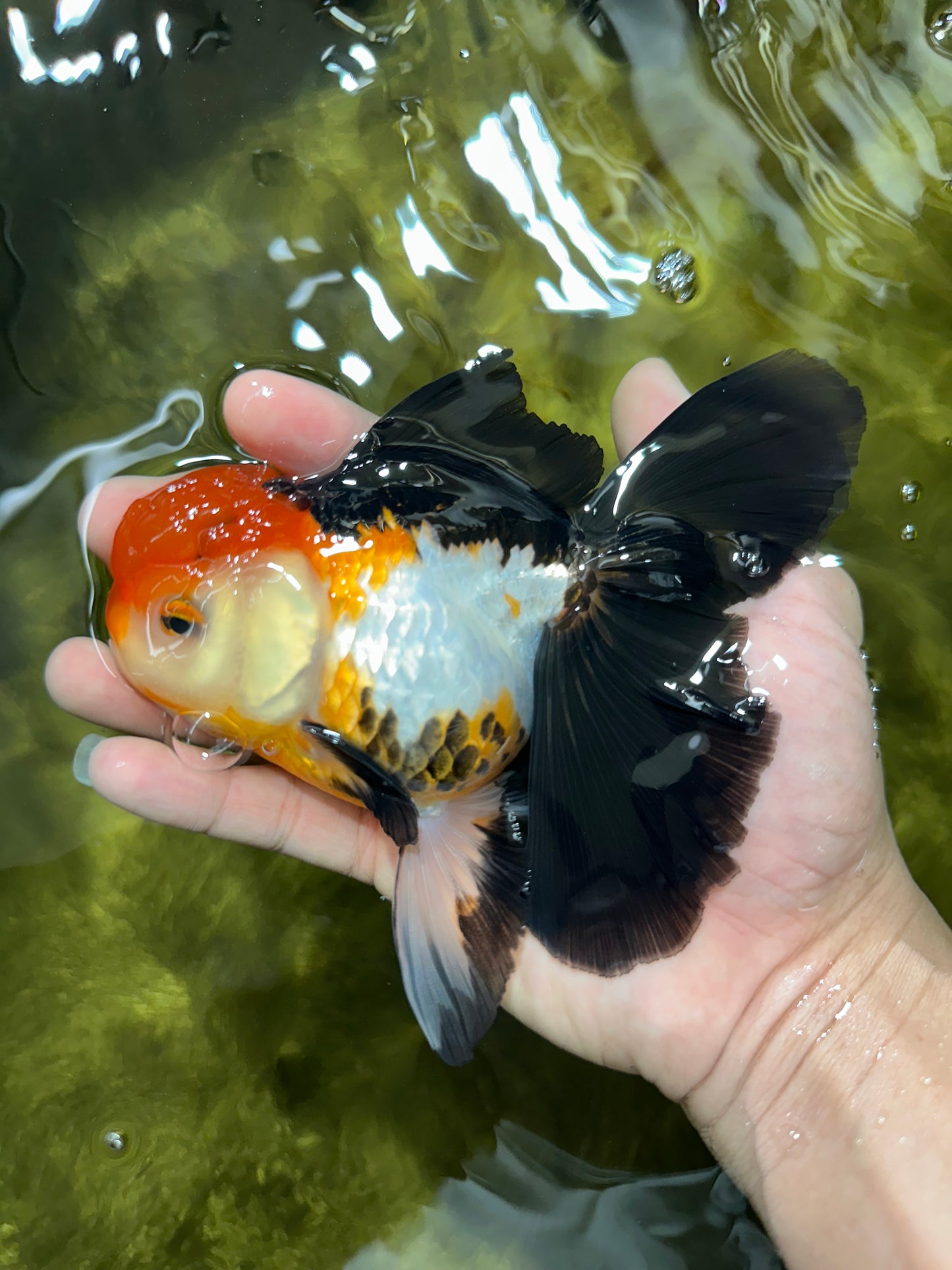 Fluffy Tail A Grade Tricolor Oranda Female 5-5.5 inches #042525OR_04