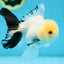 Panda Oranda Male 5 inches #091225OR_23