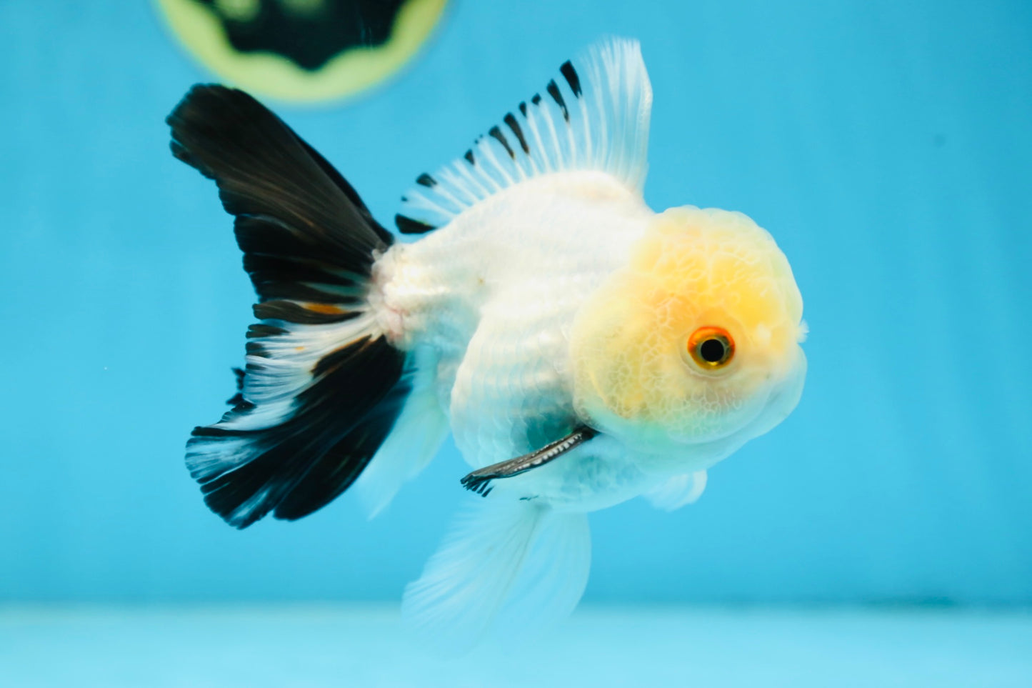 Panda Oranda Male 5 inches #091225OR_23