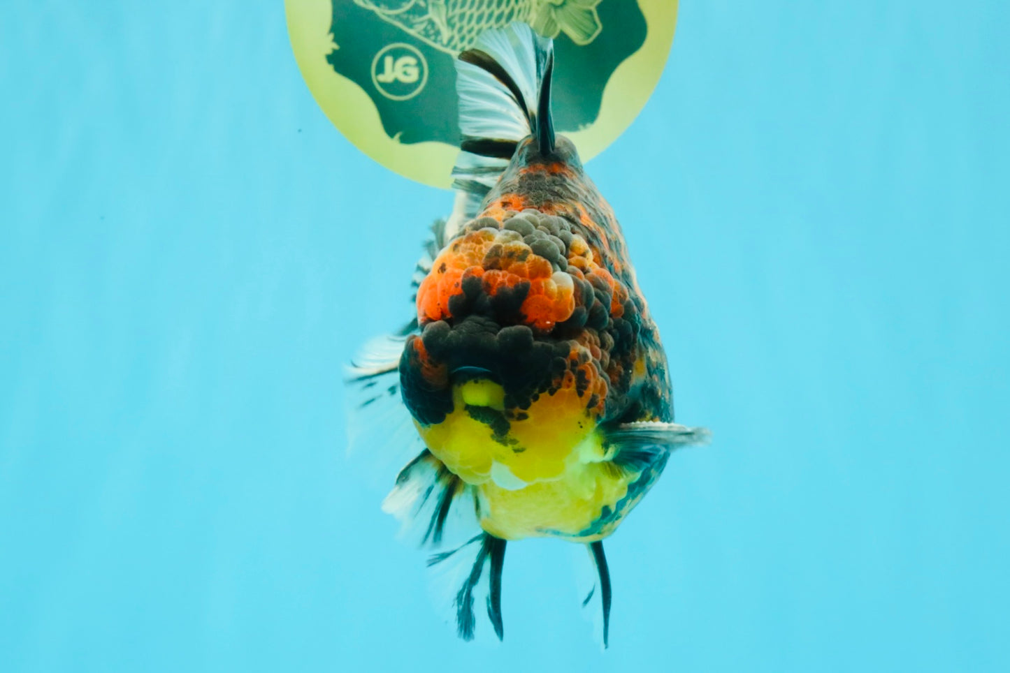 AAA Grade Godzilla Tiger Yuanbao Male 5.5 inches #030626YB_10