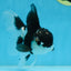 CHONKY Panda Oranda Male 5.5 inches #091225OR_24