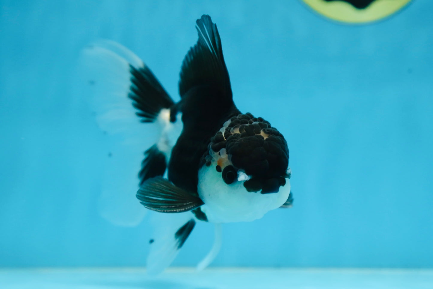 CHONKY Panda Oranda Male 5.5 inches #091225OR_24