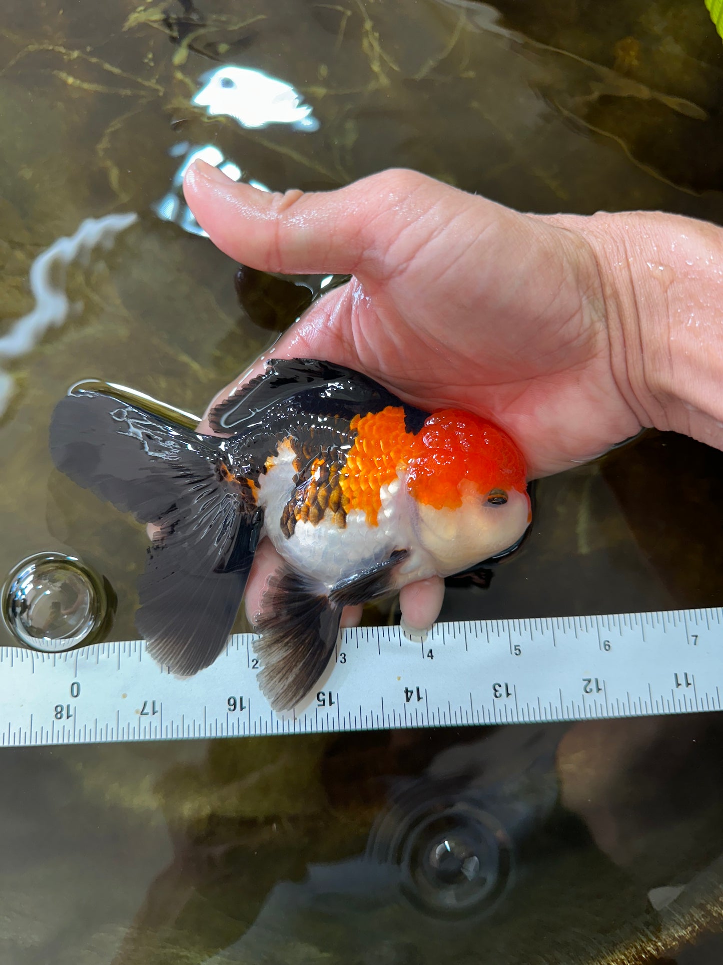 ADORABLE A Grade Tricolor Oranda Male 5-5.5 inches #082225OR_16