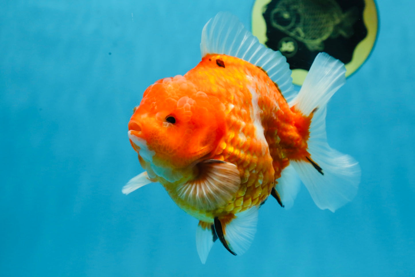 PUMPKIN A Grade  Sakura Yuanbao Male 4.5 inches #101725YB_29