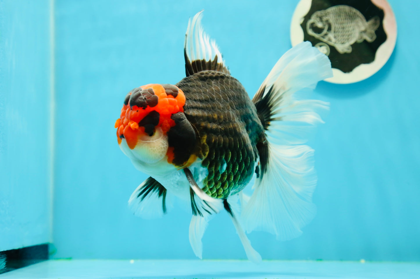 AAA Grade Special Tricolor Giant Generation Oranda Male 5.5-6 inches #0308OR_07