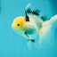 A Grade Lemonhead Tricolor Oranda Male 5 inches #111524OR_26