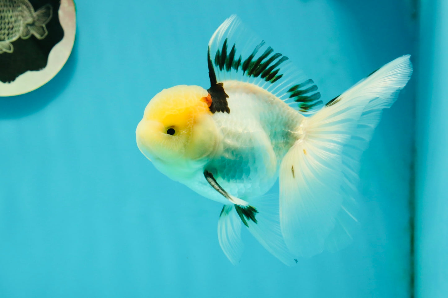 A Grade Lemonhead Tricolor Oranda Male 5 inches #111524OR_26