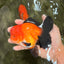 CHUBBY AAA Grade Apache Oranda Male 5 inches #082826OR_10