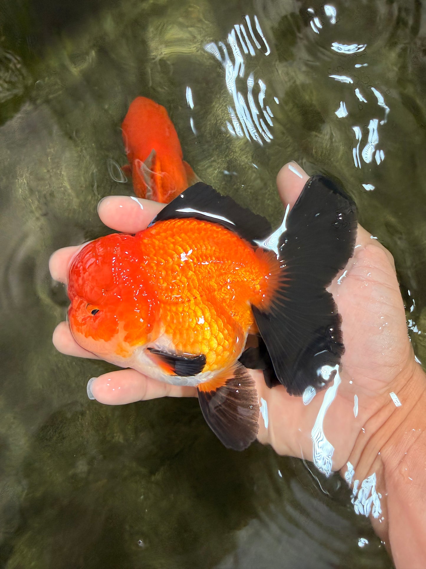 CHUBBY AAA Grade Apache Oranda Male 5 inches #082826OR_10