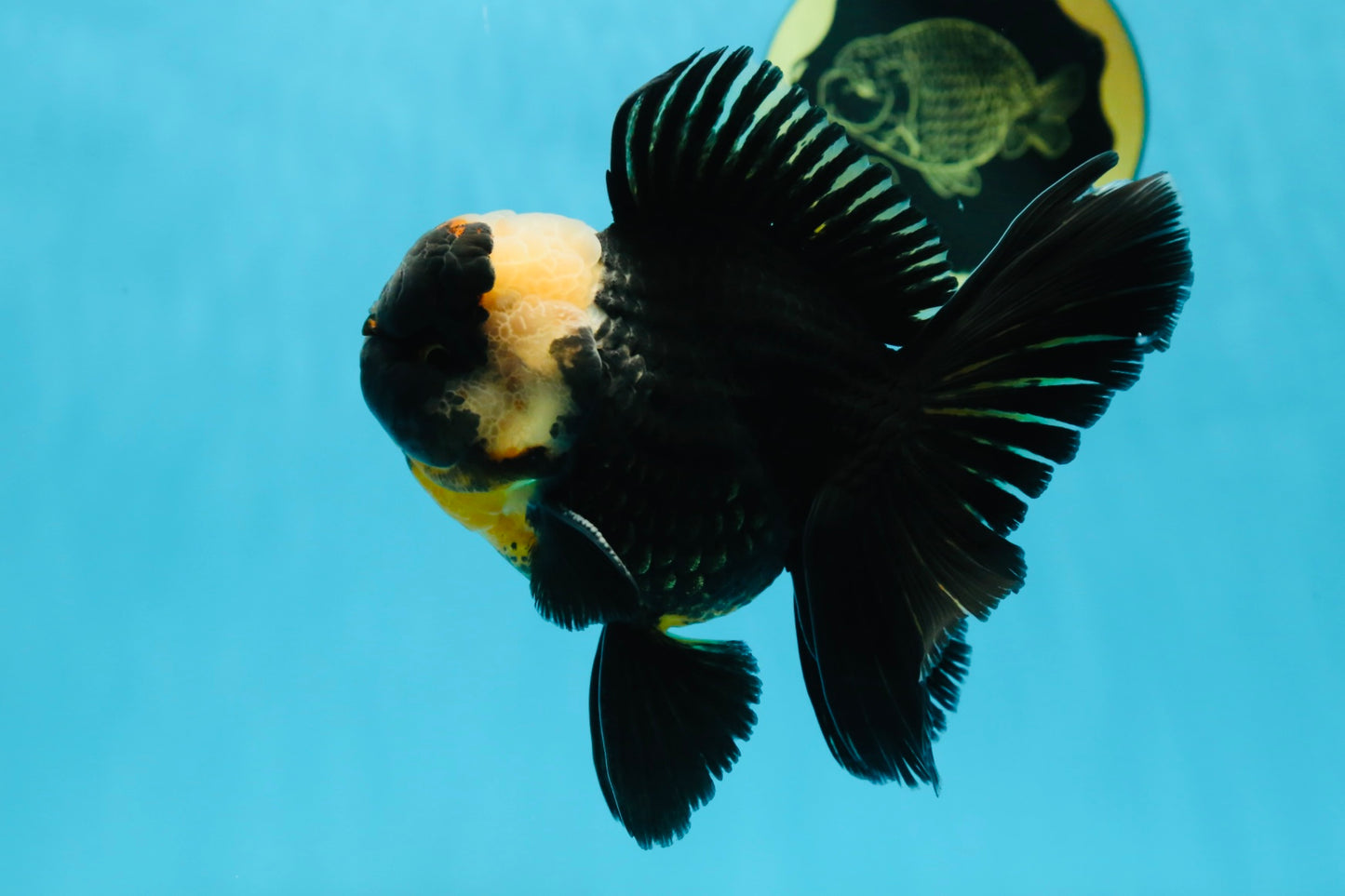 AAA Grade Tricolor Oranda Male 5 inches #050925OR_39