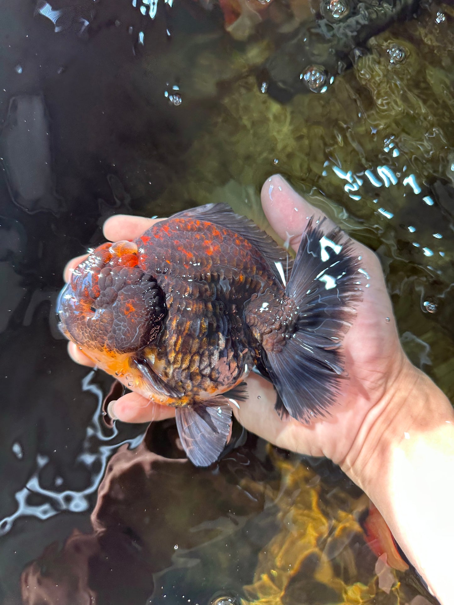 AAA Grade Godzilla Kirin Yuanbao Male 5.5 inches #082225YB_04