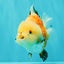 A Grade Tricolor Yuanbao Female 5-5.5 inches #061926YB_31