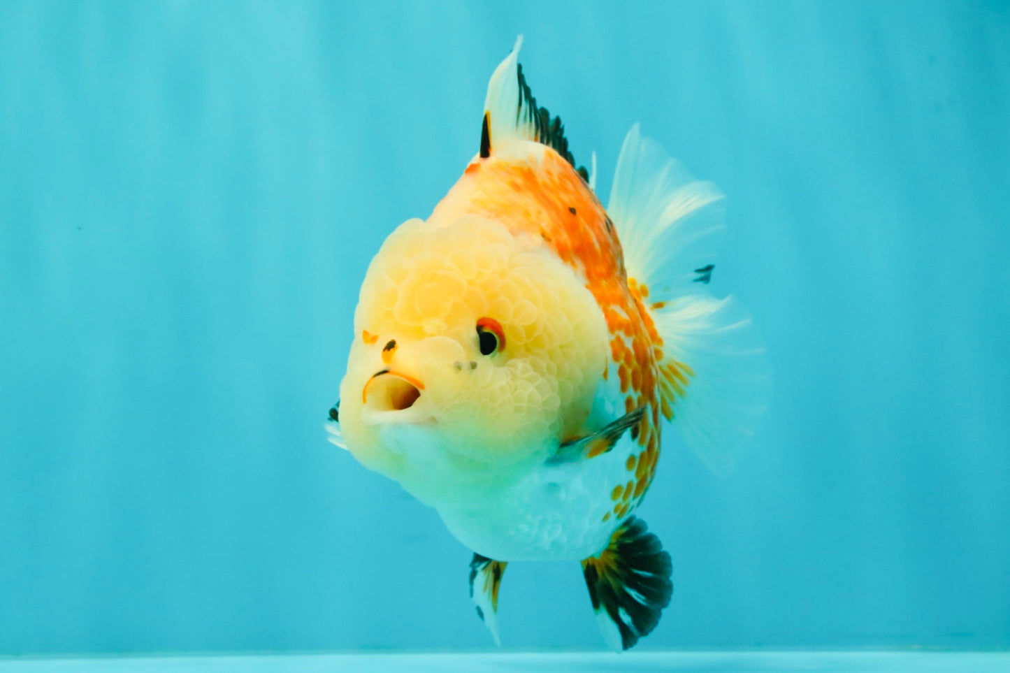 A Grade Tricolor Yuanbao Female 5-5.5 inches #061926YB_31