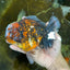 AAA Grade Super Chonky Tiger Godzilla Oranda Male 6 inches #072525OR_13