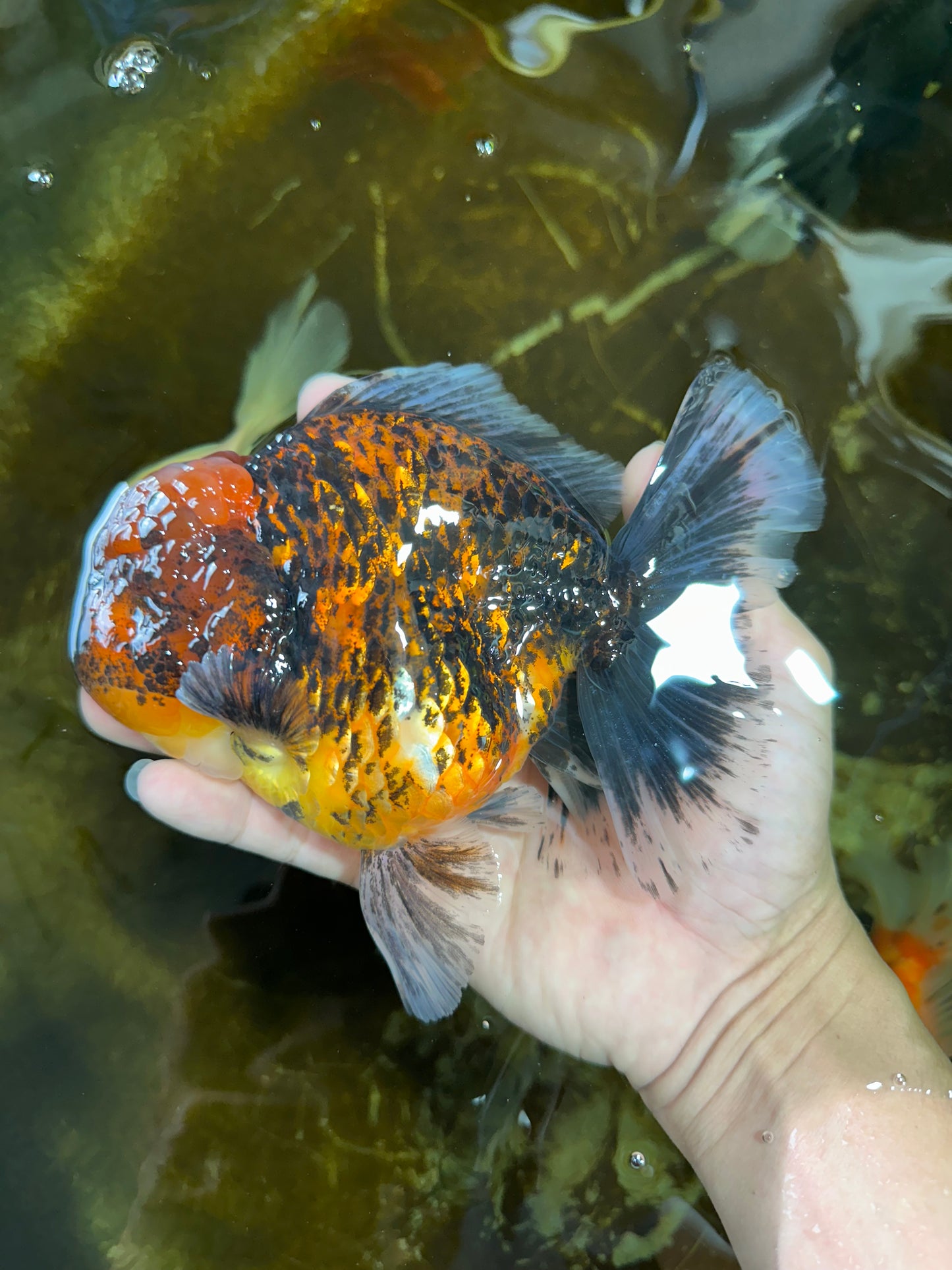 AAA Grade Super Chonky Tiger Godzilla Oranda Male 6 inches #072525OR_13