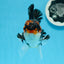 AAA Grade Tricolor Oranda Male 4.5 inches #0830OR_17