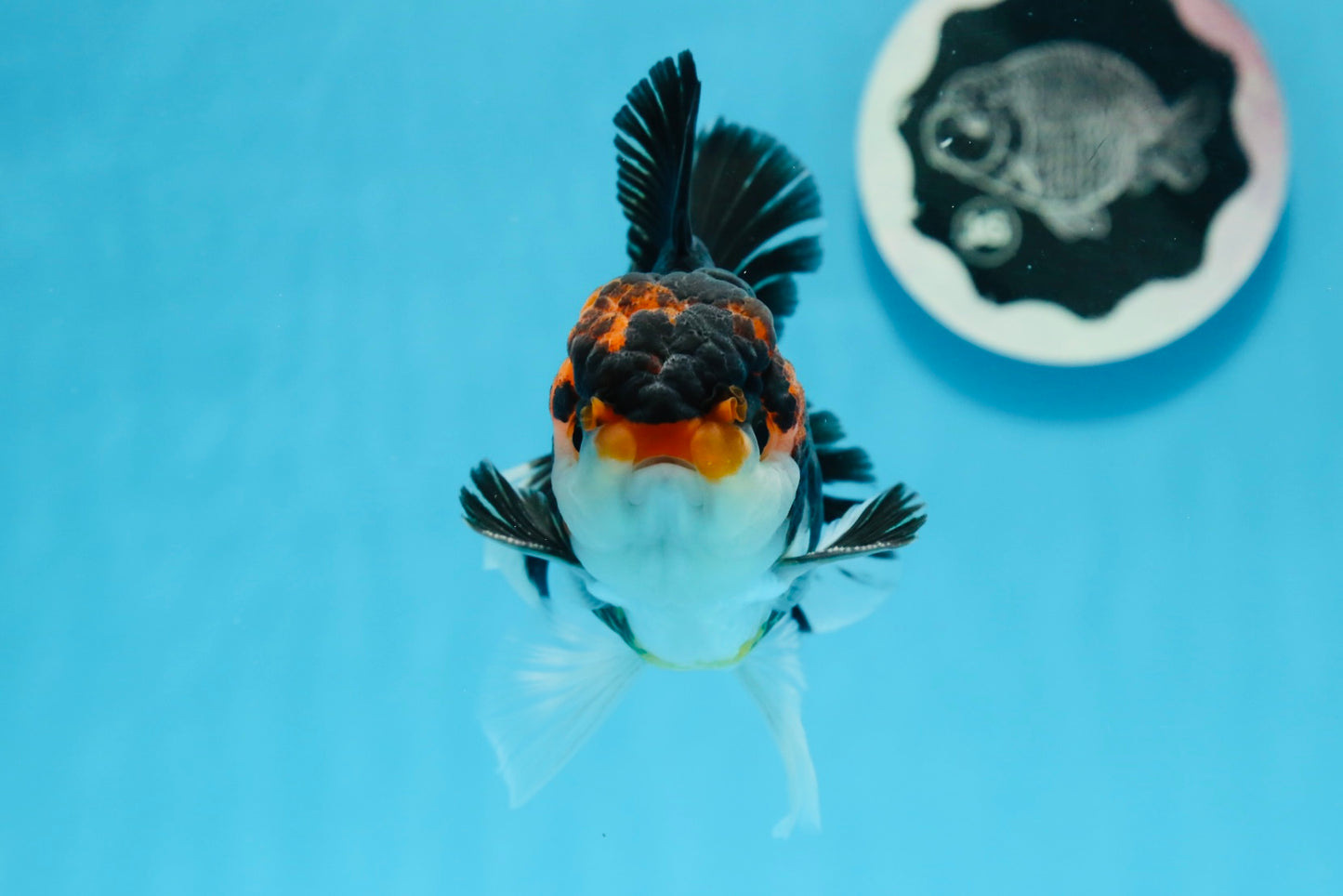 AAA Grade Tricolor Oranda Male 4.5 inches #0830OR_17