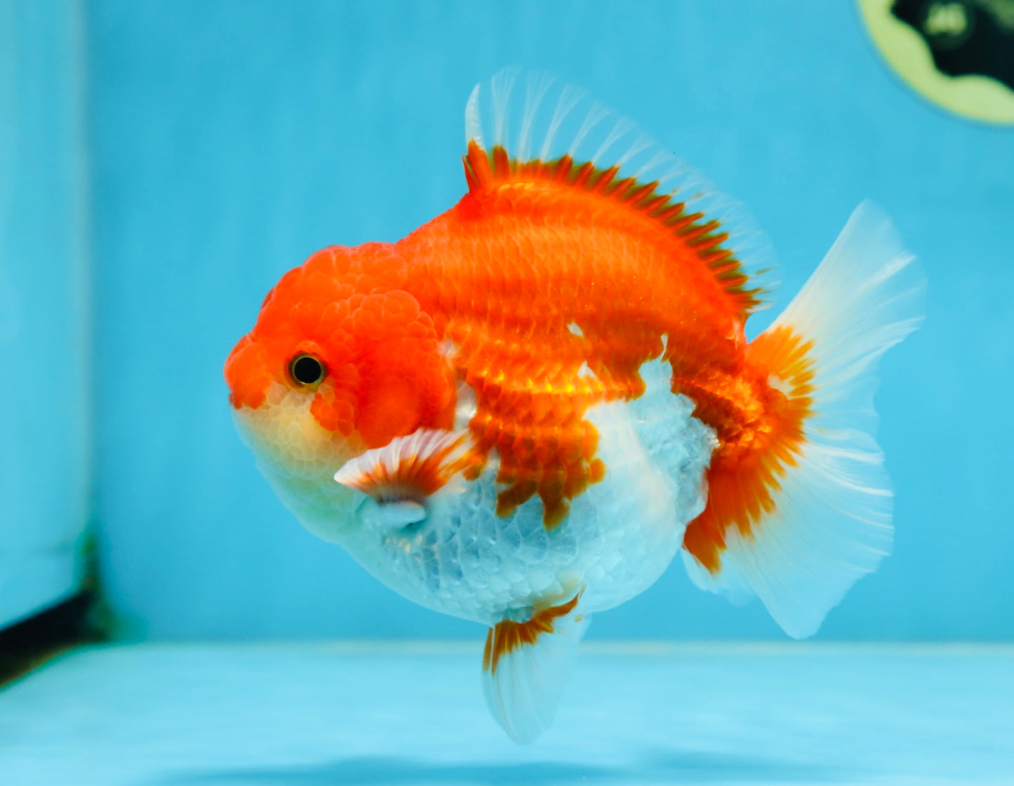 AAA Grade Red White Yuanbao Male 5-5.5 inches #081525YB_05