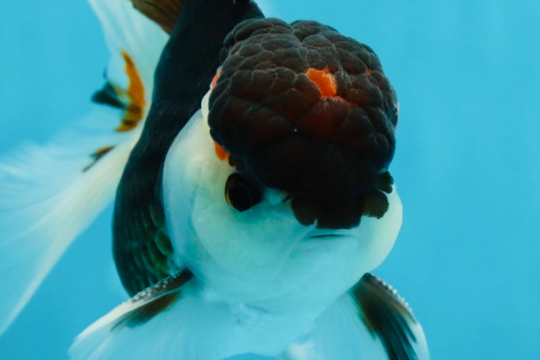 AAA Grade Tricolor  Button Eyes Oranda Male 4.5-5 inches #053025OR_21