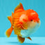 SUPER CUTE AAA Grade Godzilla Red White Yuanbao Male 5.5 inches #030626YB_09