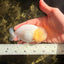 White Lionchu Female 4 inches #051526LC_13