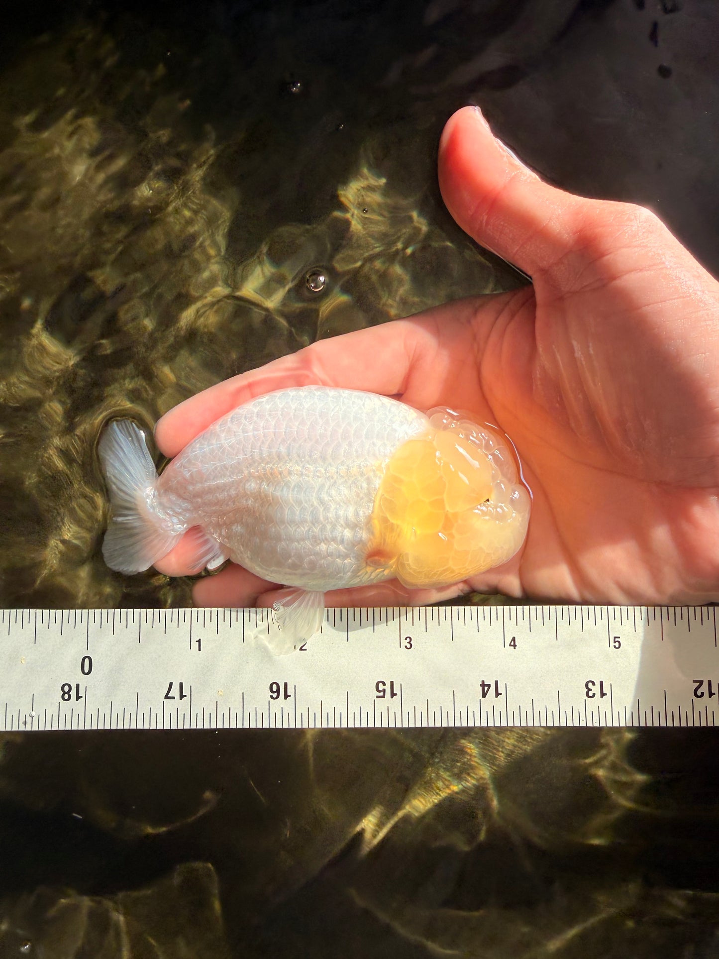 White Lionchu Female 4 inches #051526LC_13
