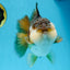 A Grade CHUBBY Tricolor Yuanbao Male 5.5-6  inches #100325YB_03