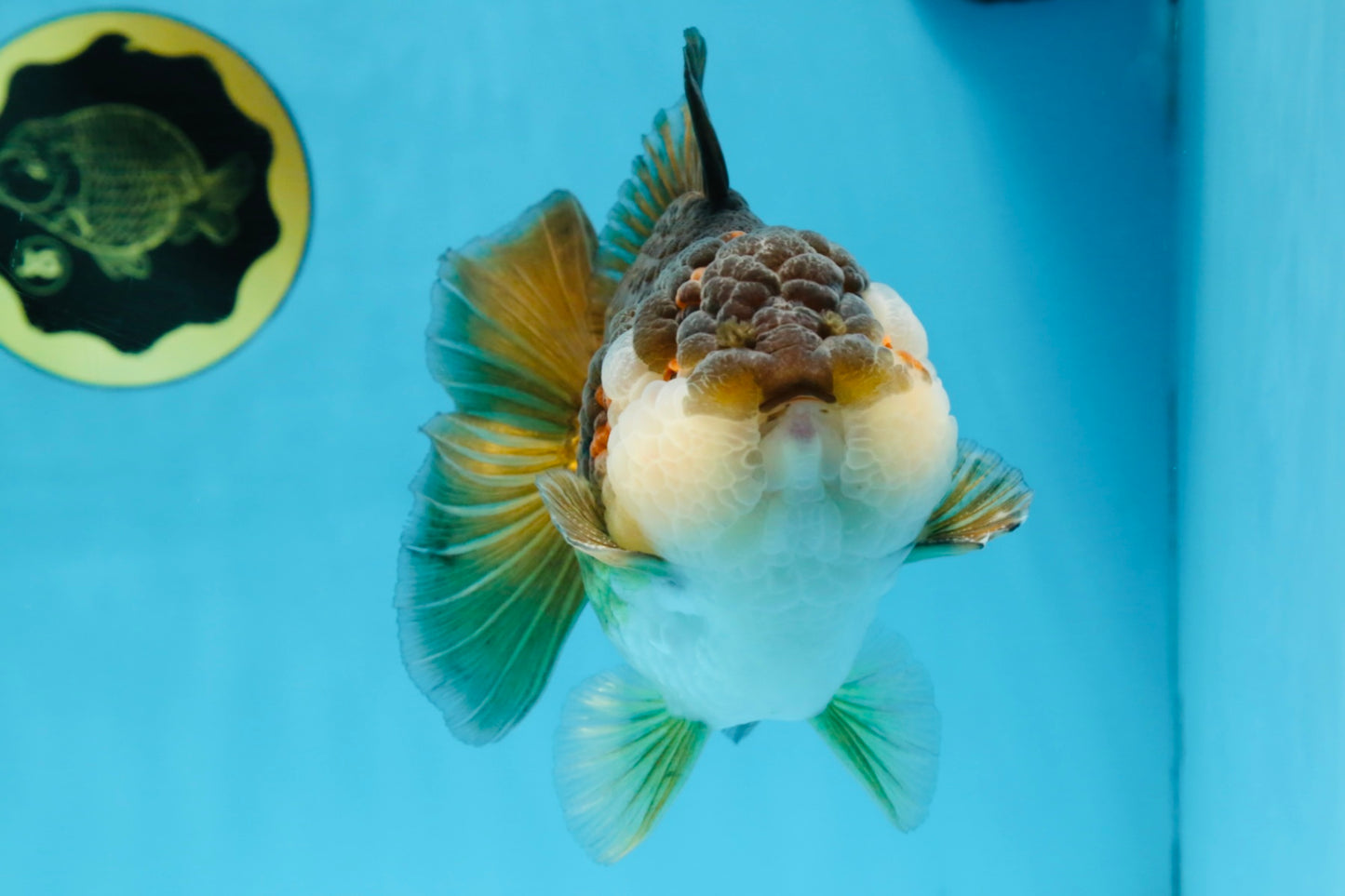 A Grade CHUBBY Tricolor Yuanbao Male 5.5-6  inches #100325YB_03