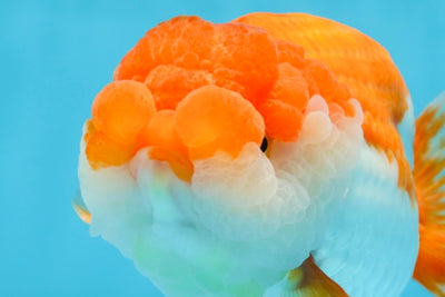 A Grade FLUFFY WEN Red White LionQueen 5.5 inches #091925LC_25