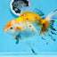 A Grade Big Size Tricolor Oranda Female 7.5 inches #0706OR_09