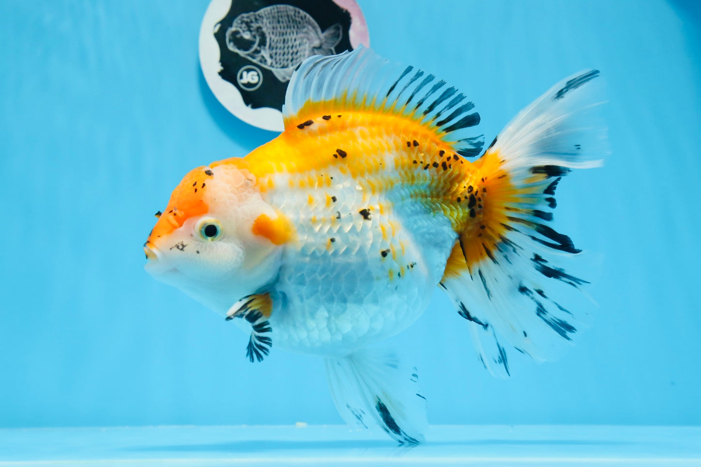 Oranda tricolor hembra de tamaño grande, grado A, 7,5 pulgadas, n.º 0706OR_09