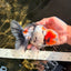 AAA Grade Marble Oranda Male 6-6.5 inches #071026OR_37