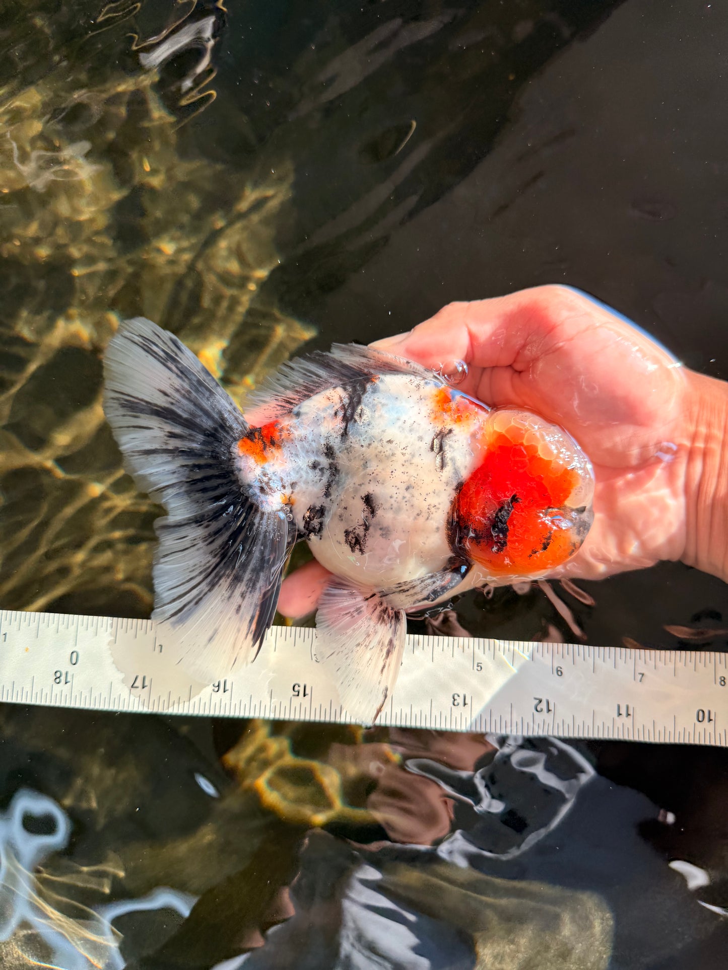 AAA Grade Marble Oranda Male 6-6.5 inches #071026OR_37