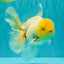 A Grade White Oranda Male 6 inches #100926OR_16