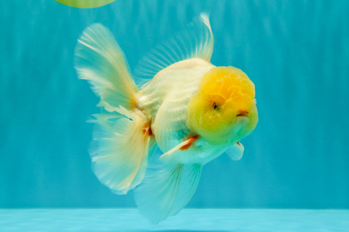 A Grade White Oranda Male 6 inches #100926OR_16