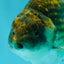 Black Copper Ranchu Female 5-5.5 inches #081426RC_24