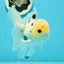 A Grade Lemonhead Panda Button Eyes Oranda Male 5.5 inches #1011OR_03