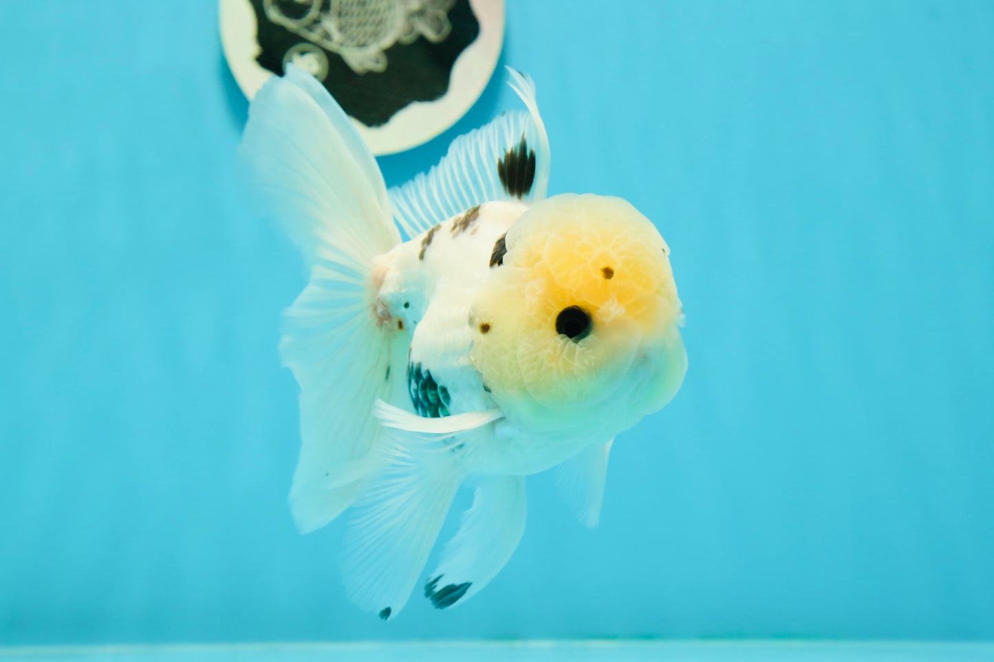 A Grade Lemonhead Panda Button Eyes Oranda Male 5.5 inches #1011OR_03