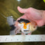 A Grade Button Nose Tricolor Oranda Female 5 inches #020725OR_19
