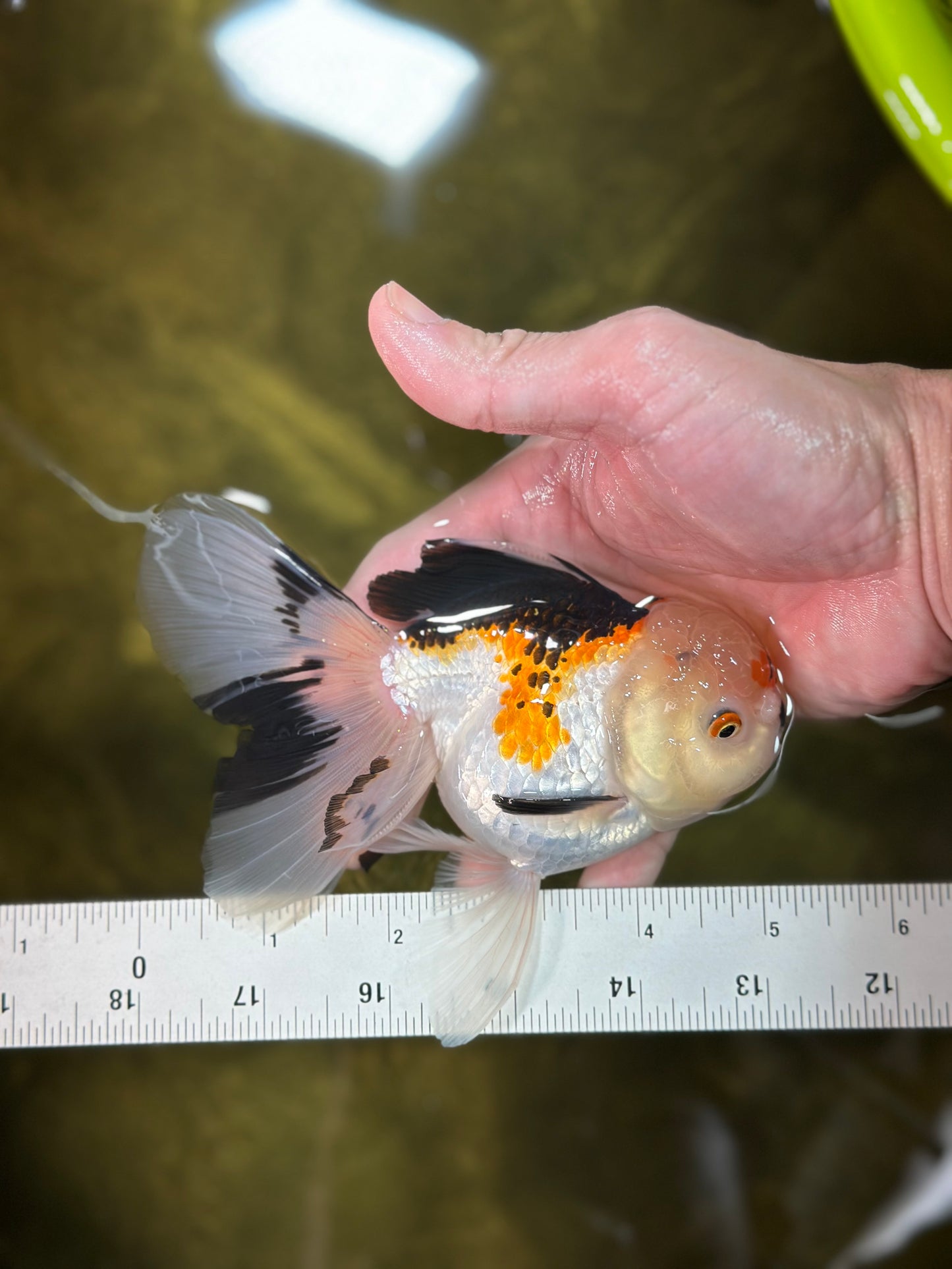 A Grade Button Nose Tricolor Oranda Female 5 inches #020725OR_19