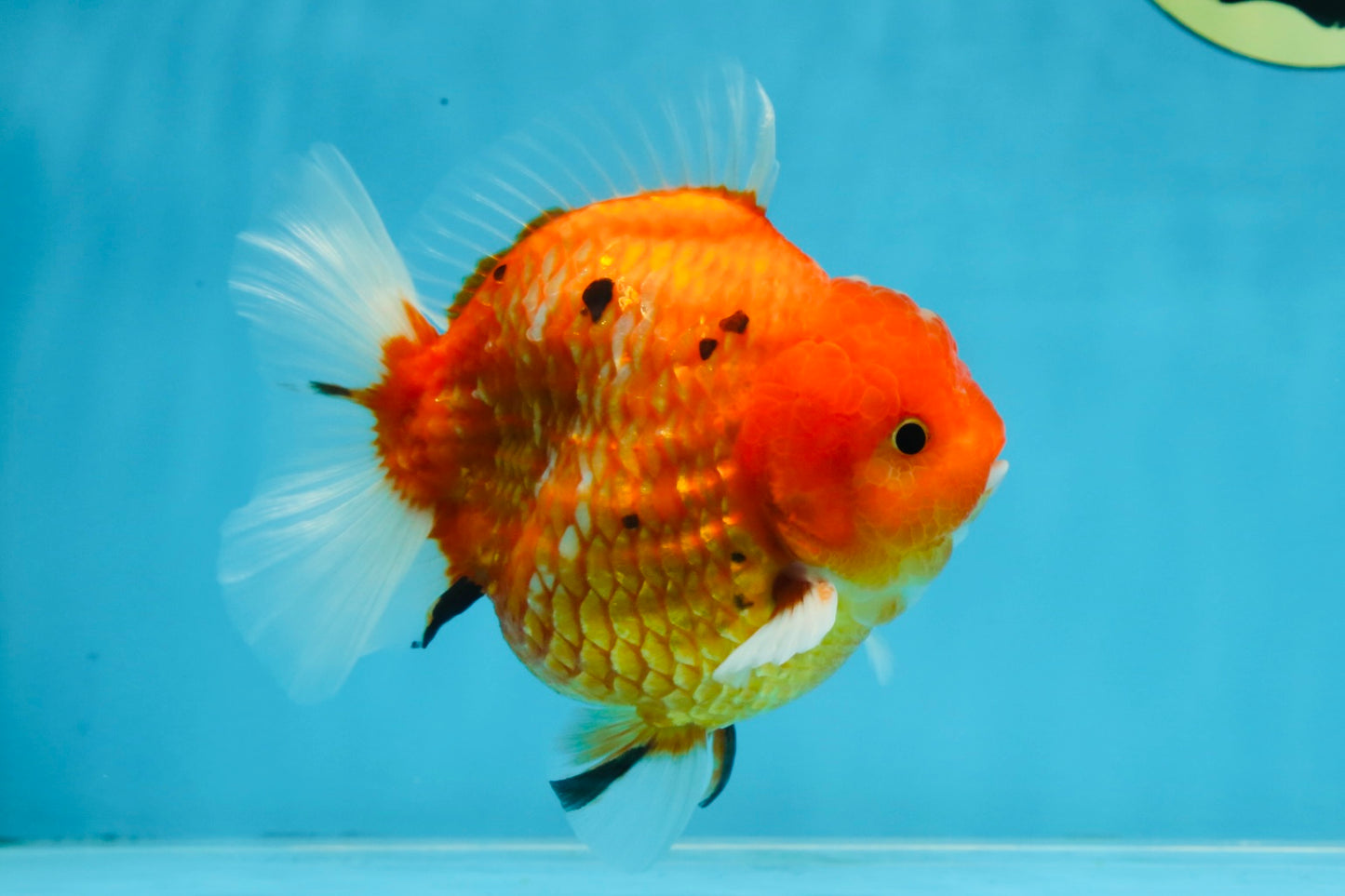 PUMPKIN A Grade  Sakura Yuanbao Male 4.5 inches #101725YB_29