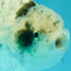 A Grade White Tiger LionQueen 4 inches #082126LC_31