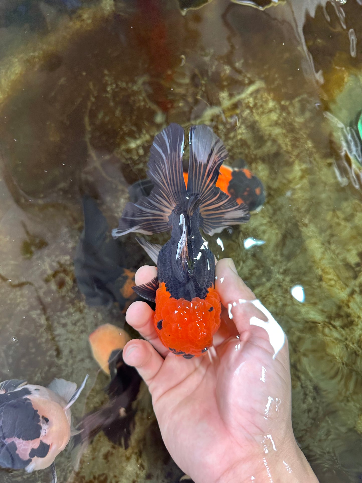 A Grade Apache Button Eyes Oranda Male 5-5.5 inches #080125OR_21
