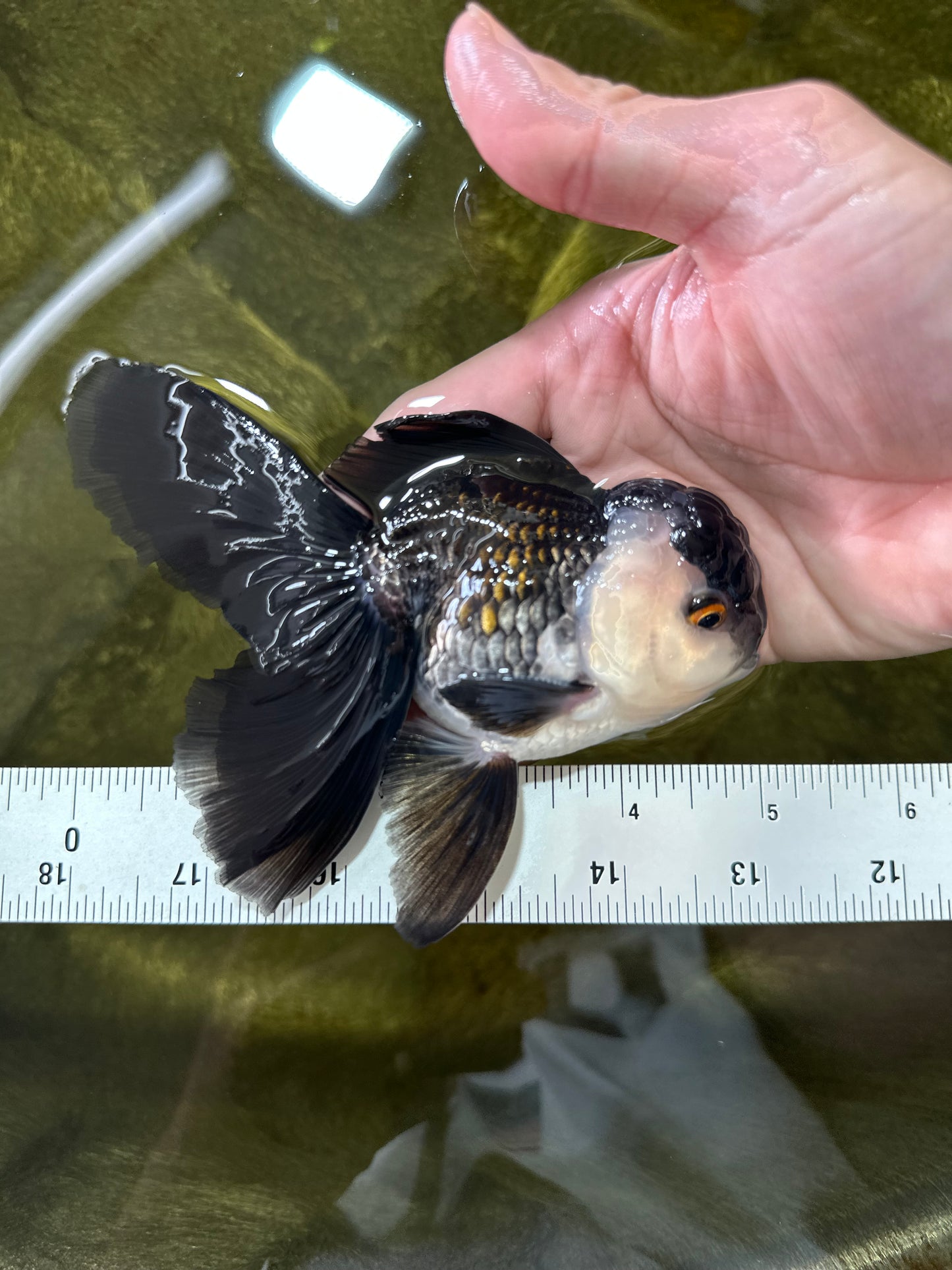 A Grade Panda Oranda Male 5 inches #050225OR_09